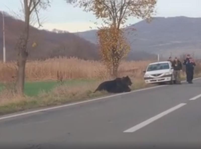 Urs ranit, Foto: Captura YouTube