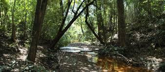 Padure Africa de Vest, Foto: sites.google.com