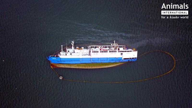 Nava, Foto: Animals International Romania