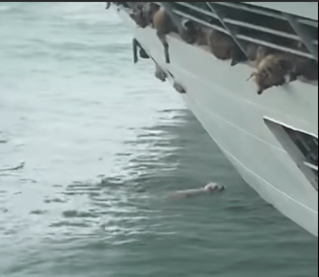 Incident maritim, Foto: YouTube