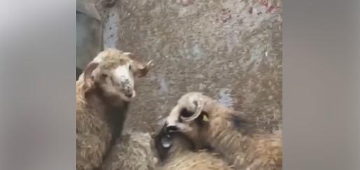 Oi de pe nava scufundata, Foto: Captura video