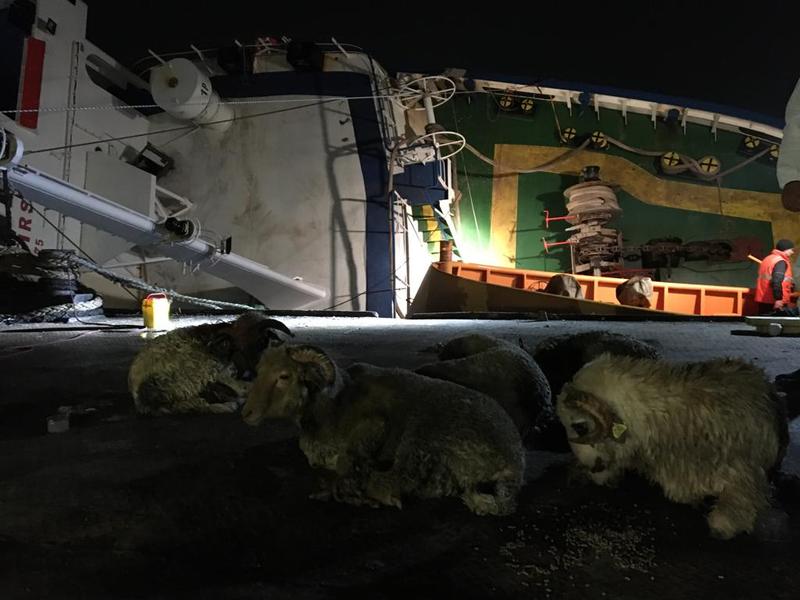 Oi salvate in Portul Midia, Foto: Letea Wild Horses