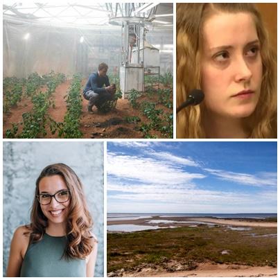 Faze tari, Foto: Colaj foto