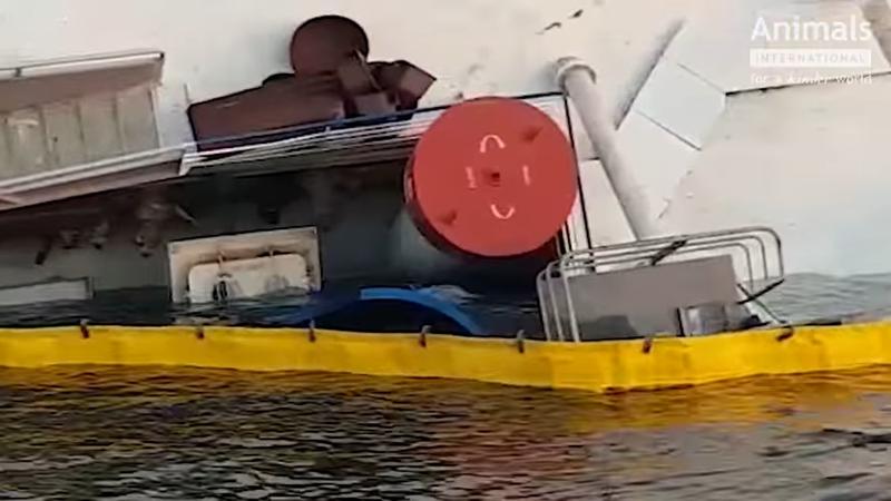 Nava esuata, Foto: Captura video