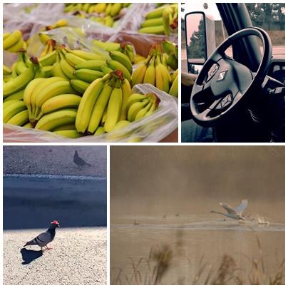 Faze tari, Foto: Colaj foto