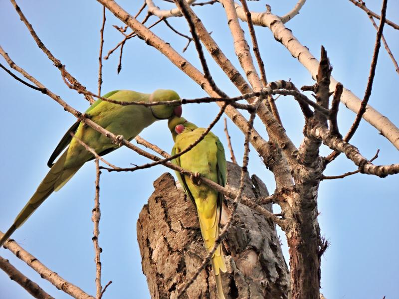 Micul Alexandru, Foto: Helen Beatrice Sforaru