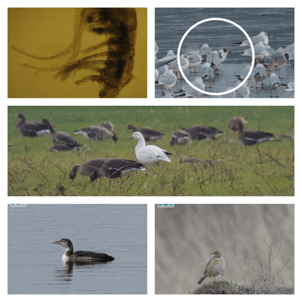 Colaj specii noi, Foto: Hotnews