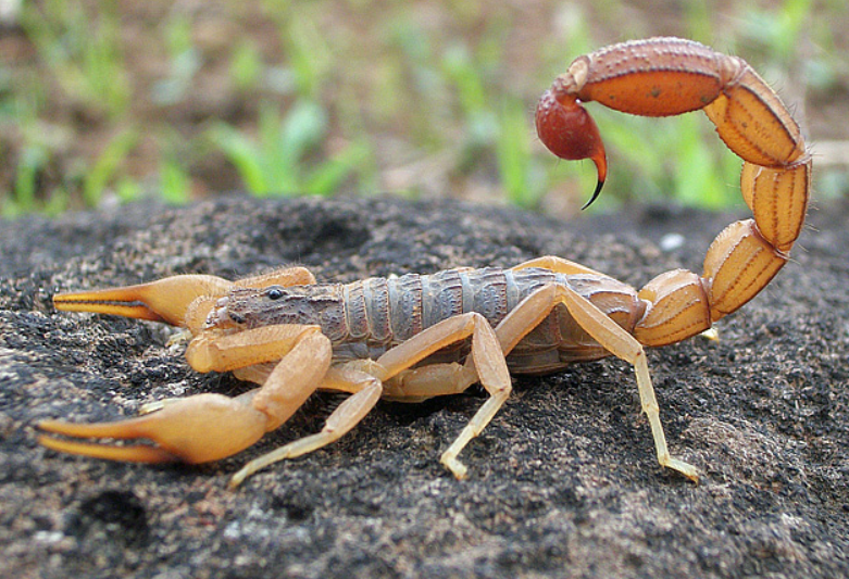 scorpion, Foto: Wikipedia