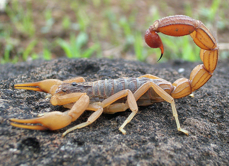 scorpion, Foto: Wikipedia