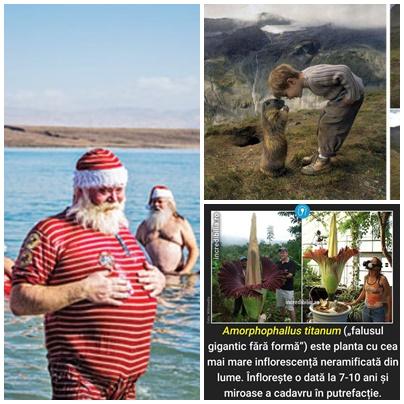 Faze tari, Foto: Colaj foto