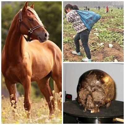 Faze tari, Foto: Colaj foto