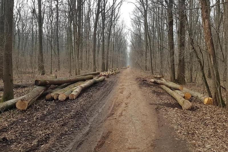 Exploatare Pădurea Băneasa, Foto: Florin Cobzac