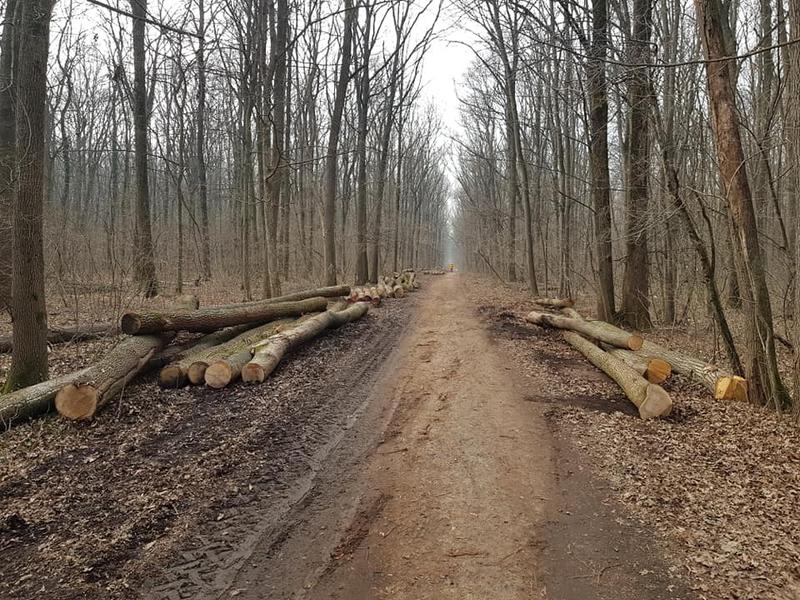 Exploatare Pădurea Băneasa, Foto: Florin Cobzac