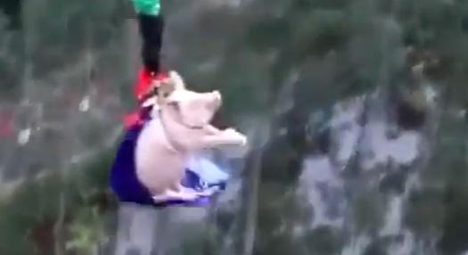 Porc făcând bungee jumping, Foto: Captura Facebook