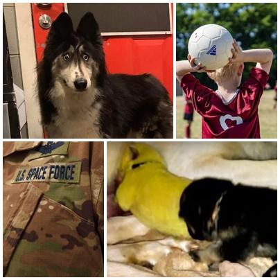 Faze tari, Foto: Colaj foto