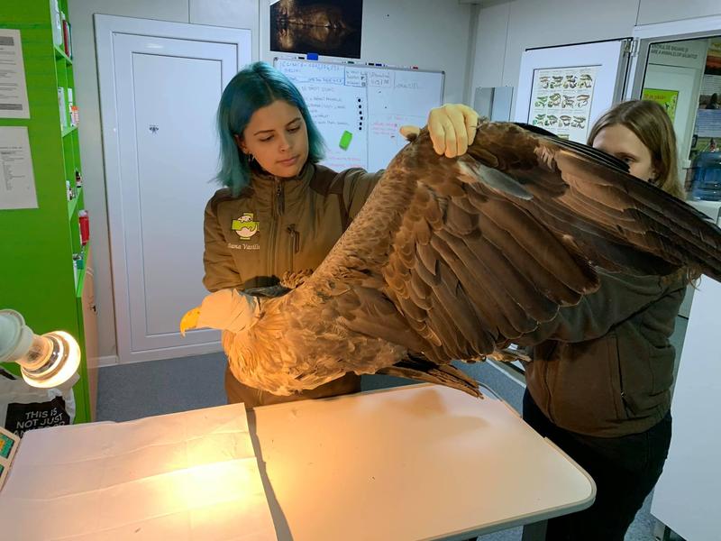 codalb ranit, Foto: Fundatia Visul Luanei