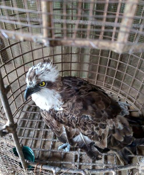 vulturul, Foto: Kenya Wildlife Service