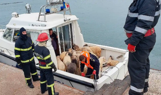 Numai 33 oi din 14.600 au fost salvate, Foto: ISU Dobrogea