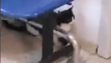pisica Spitalul Judetean Constanta, Foto: Captura video