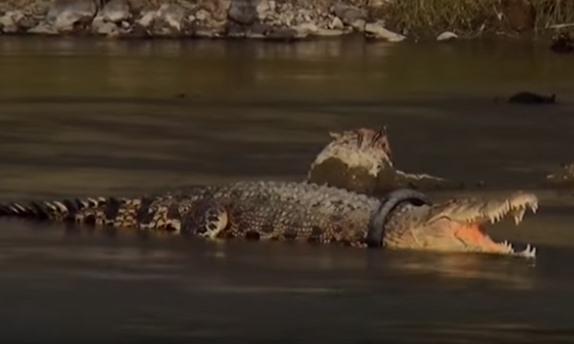 crocodil cu anvelopa in jurul gatului, Foto: Captura YouTube