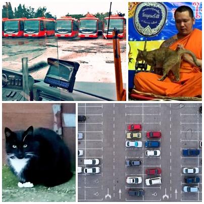 Faze tari, Foto: Colaj foto