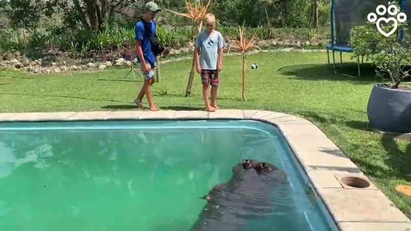 Hipopotam, Foto: Captura YouTube