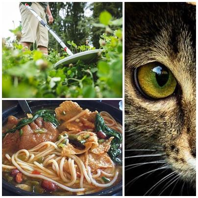 Faze tari, Foto: Colaj foto