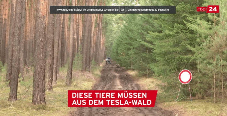 Padurea de la Gruneheide , Foto: Captura YouTube