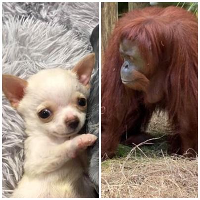 Faze tari, Foto: Colaj foto