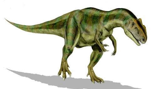 Allosaurus fragilis, Foto: Wikipedia