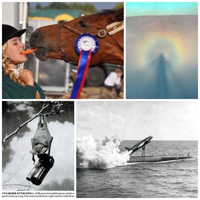 Faze tari, Foto: Colaj foto