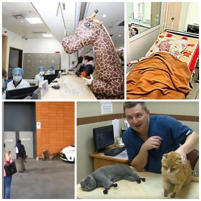 Faze tari, Foto: Colaj foto