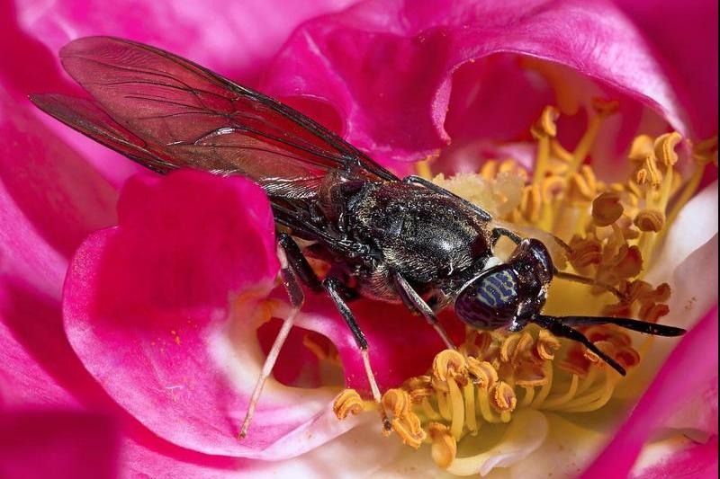 musca soldatul negru, Foto: Wikipedia