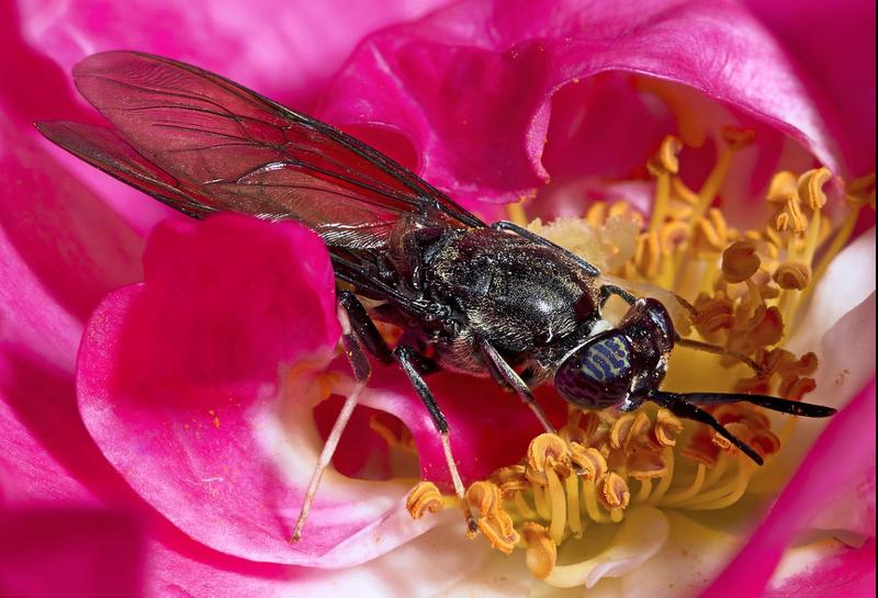 musca soldatul negru, Foto: Wikipedia