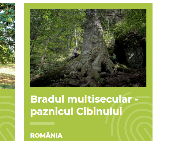 brad secular Romania, Foto: captura Tree of the Year