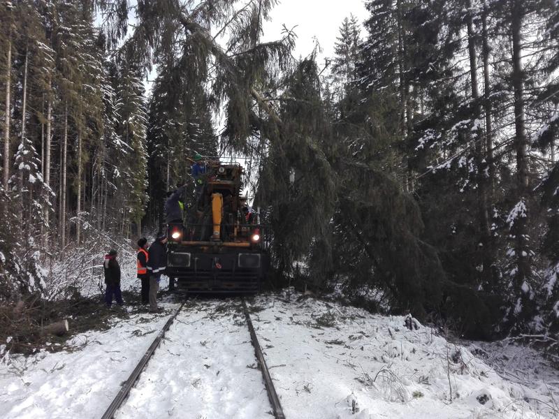 Copaci pe calea ferata, Foto: CFR Infrastructura