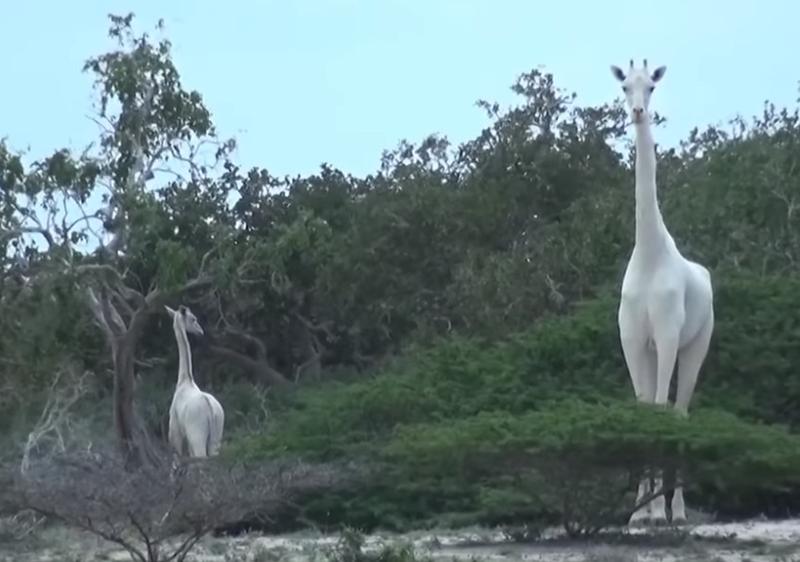 girafe albe, Foto: Captura YouTube