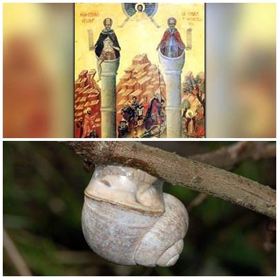 Faze tari, Foto: Colaj foto