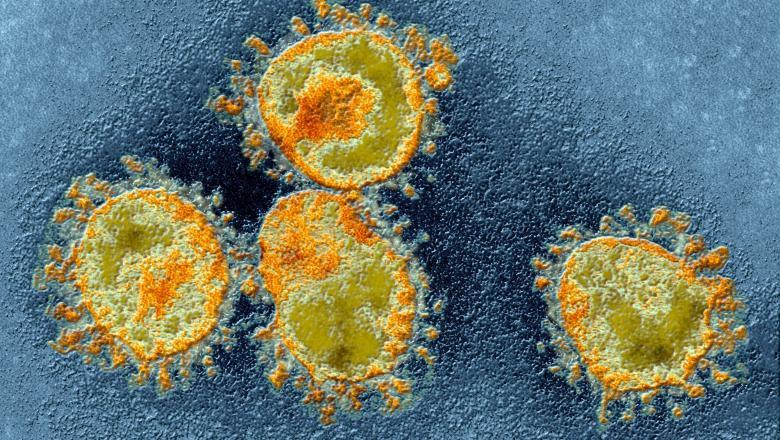 Coronavirusuri, Foto: Profimedia Images