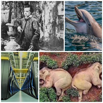 Faze tari, Foto: Colaj foto