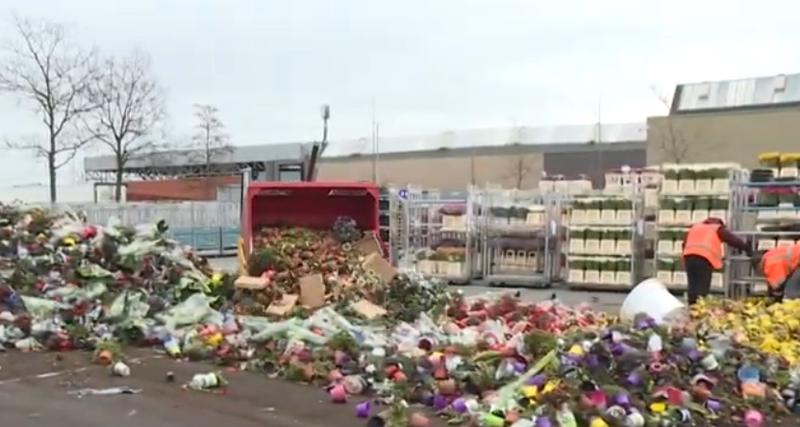 Flori distruse in Olanda, Foto: Captura YouTube