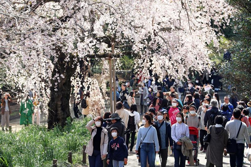 Japonia, explozia florilor de cireș în timpul epidemiei de coronavirus, Foto: Profimedia