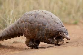 Pangolin, mamifer acoperit de solzi, Foto: Flickr