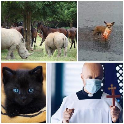 Faze tari, Foto: Colaj foto