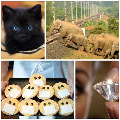 Faze tari, Foto: Colaj foto