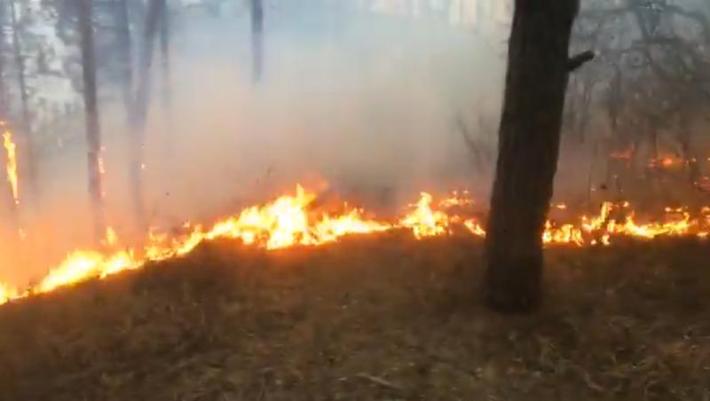 Incendiu Padurea Faget, Foto: Captura video Facebook