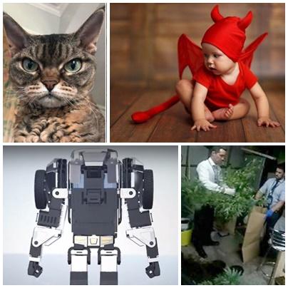 Faze tari, Foto: Colaj foto