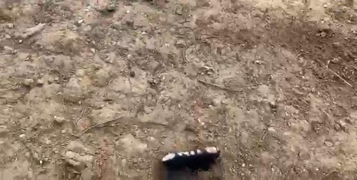 grenade lacrimogene, Foto: Captura video