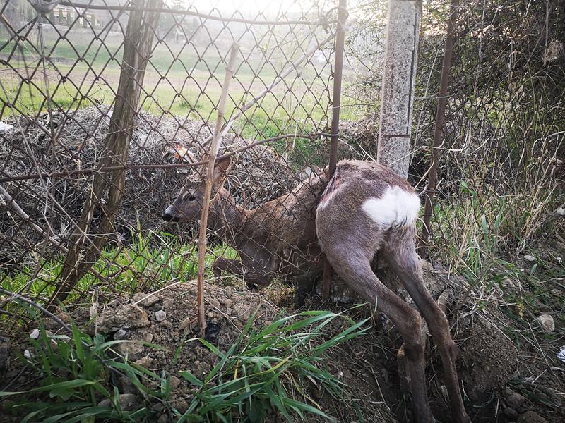 Pui de caprioara, Foto: ISU Arges