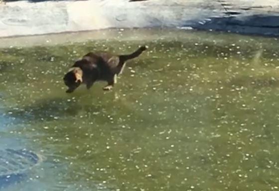 Pisica la pescuit, Foto: Captura YouTube